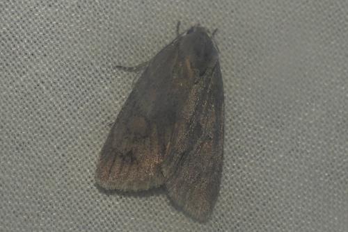 Réf. 268 453 : Bryonycta pineti